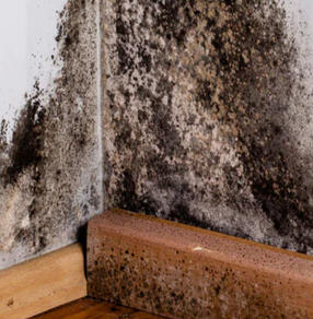 Mold Growth
